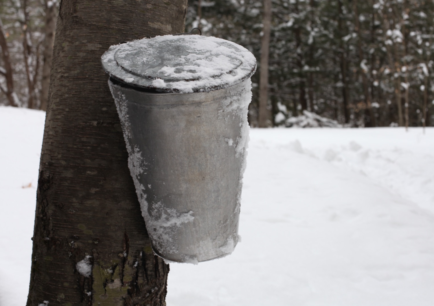 Tapping Birch Trees for Birch Syrup That Yurt